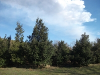 anobello-04032012 063
